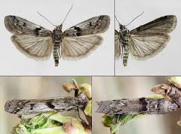 Attēlu rezultāti vaicājumam “Zophodia grossulariella”