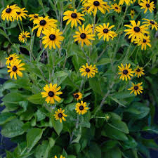 Image result for Rudbeckia