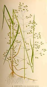 Attēlu rezultāti vaicājumam “Poa palustris leaf”