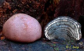 Attēlu rezultāti vaicājumam “Daldinia concentrica”