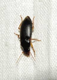 Attēlu rezultāti vaicājumam “Harpalus sp.”