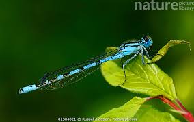 Attēlu rezultāti vaicājumam “Enallagma cyathigerum male”