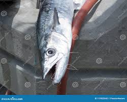 Image result for Scomberomorus cavalla