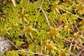 Attēlu rezultāti vaicājumam “Sphagnum fallax”