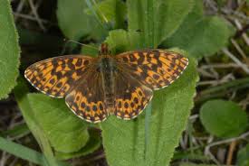 Attēlu rezultāti vaicājumam “Boloria dia”