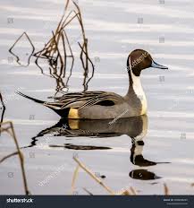 Attēlu rezultāti vaicājumam “Anas acuta”