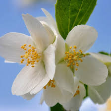 Attēlu rezultāti vaicājumam “Philadelphus lemoinei flower”