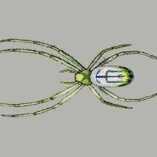 Image result for spider