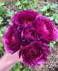 Attēlu rezultāti vaicājumam “Ranunculus mendax”