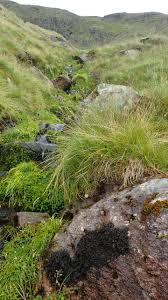 Attēlu rezultāti vaicājumam “Collema flaccidum”