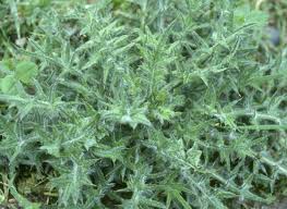 Attēlu rezultāti vaicājumam “Cirsium vulgare”