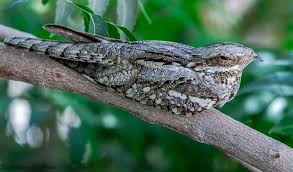 Attēlu rezultāti vaicājumam “Caprimulgus europaeus eggs”