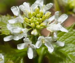 Image result for Alliaria petiolata