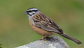 Image result for Emberiza cia