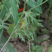 Attēlu rezultāti vaicājumam “Papaver argemone leaf”