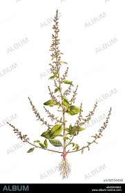 Attēlu rezultāti vaicājumam “Chenopodium polyspermum”