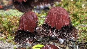 Attēlu rezultāti vaicājumam “Stemonitis fusca”