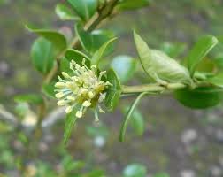 Attēlu rezultāti vaicājumam “Buxus sempervirens flower”