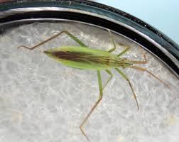 Attēlu rezultāti vaicājumam “Dienerella elongata”