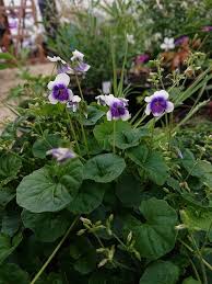 Attēlu rezultāti vaicājumam “Galium album flower”