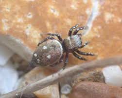 Attēlu rezultāti vaicājumam “Heliophanus sp.”