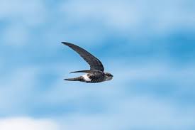 Image result for Apus pacificus