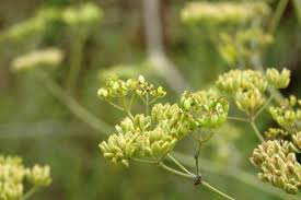 Image result for Pastinaca sativa