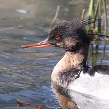 Attēlu rezultāti vaicājumam “Mergus serrator female”