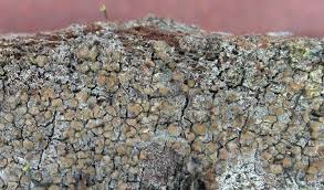 Attēlu rezultāti vaicājumam “Chaenotheca phaeocephala”