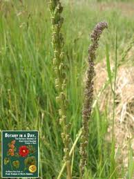 Attēlu rezultāti vaicājumam “Juncaginaceae”