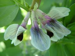 Attēlu rezultāti vaicājumam “Vicia faba flower”
