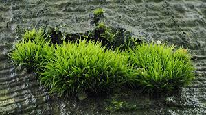 Attēlu rezultāti vaicājumam “Dicranum viride”