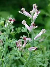Image result for Fumaria officinalis
