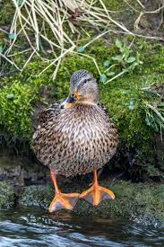 Attēlu rezultāti vaicājumam “Anas platyrhynchos”