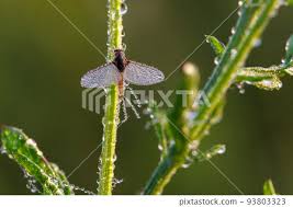 Attēlu rezultāti vaicājumam “Ephemeroptera imago”