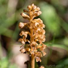 Attēlu rezultāti vaicājumam “Neottia nidus-avis”