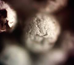 Attēlu rezultāti vaicājumam “Claustria didermoides macro”