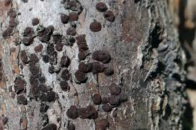 Attēlu rezultāti vaicājumam “Hypoxylon fuscum”