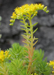 Attēlu rezultāti vaicājumam “Sedum rupestre leaf”