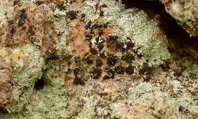 Attēlu rezultāti vaicājumam “Arthonia vinosa”