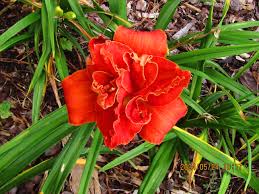 Image result for Hemerocallis `Moses Fire`