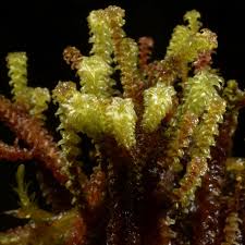 Attēlu rezultāti vaicājumam “Paludella squarrosa”