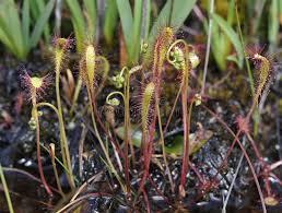 Attēlu rezultāti vaicājumam “Drosera anglica flower”