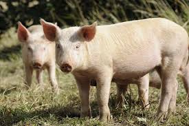 Bildresultat för pigs