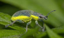 Attēlu rezultāti vaicājumam “Chlorophanus viridis”