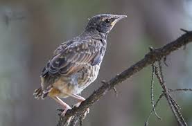 Image result for Turdus naumanni
