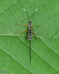 Attēlu rezultāti vaicājumam “Ichneumonidae”