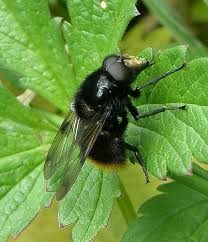 Attēlu rezultāti vaicājumam “Volucella bombylans”