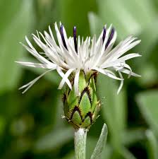 Attēlu rezultāti vaicājumam “Centaurea phrygia”