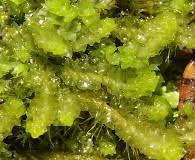 Attēlu rezultāti vaicājumam “Barbilophozia barbata”